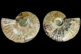 Agatized Ammonite Fossil - Madagascar #145980-1